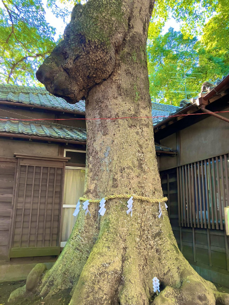 初詣に行って参りました